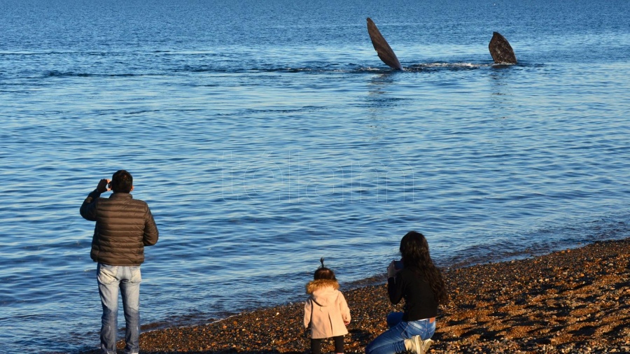 En Puerto Madryn tambin se puede hacer avistamiento de ballenas pero desde la costafoto maxi jonas
